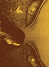 Vol. 1